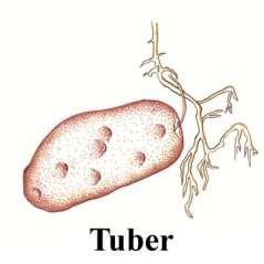 Tuber (yumru gövde): Tokrak altında