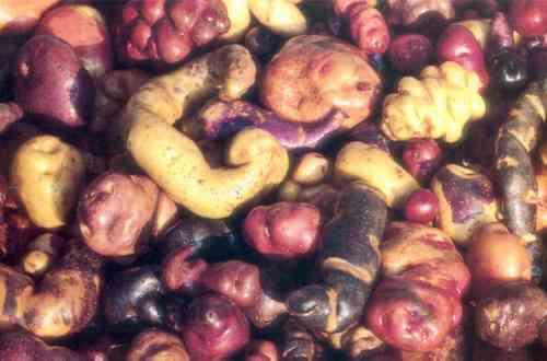 Örnek olarak Solanum tuberosum