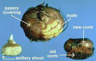 Korm (Sert soğan): Toprak altında gelişir, soğana benzer, kalınlaşmış gövdenin etrafında zarsı veya pulsu yapraklar