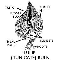 Bulb (soğan): İnternodları kısalmış ve disk şeklini