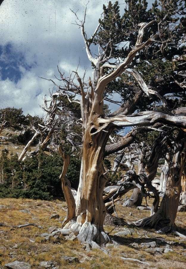 Pinus aristata: Dünyanın en uzun yaşayan türlerden biri Her birey 5000 yıldan daha fazla büyüme halkasına sahip!