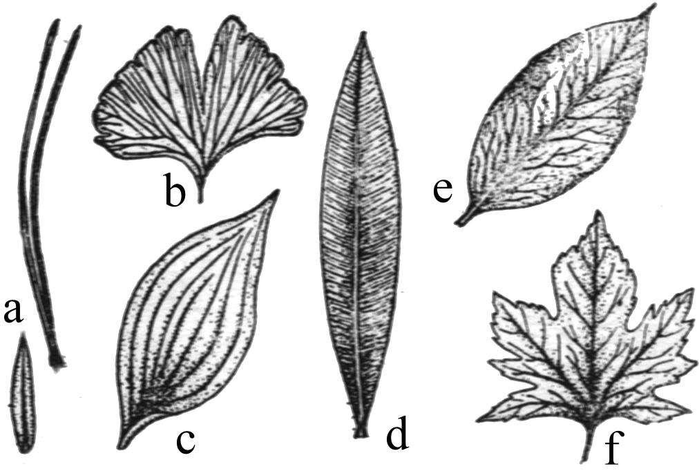Yapraklarda farklı damarlanma şekilleri. a. Pinus ve Kara Yosununda basit damarlanma. b. Adiantum (Venüs Saçı) da Çatalsı damarlanma, c. Convallaria (İnci Çiçeği) da, d.