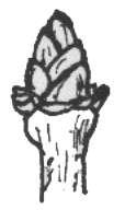 1- Tomurcuk Pulları : Genel olarak kısa, kalın ve sapsız yaprakçıklardan ibaret olan tomurcuk pulları, üst yüzeylerinde
