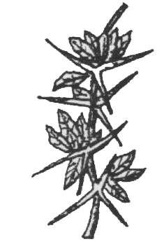 2- Diken Yapraklar : İletim demetleri ve fazla miktarda sklerankima dokusu ihtiva eden bu yapraklar, yaprakların tümü veya bazı kısımlarının dikenleşmesiyle oluşurlar.