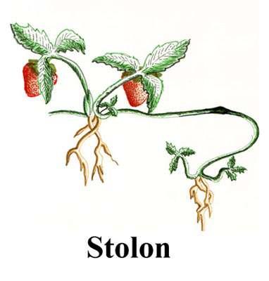 Stolon (Sürünücü gövde): Toprak yüzeyinde gelişen, ince, pulsu yapraklara