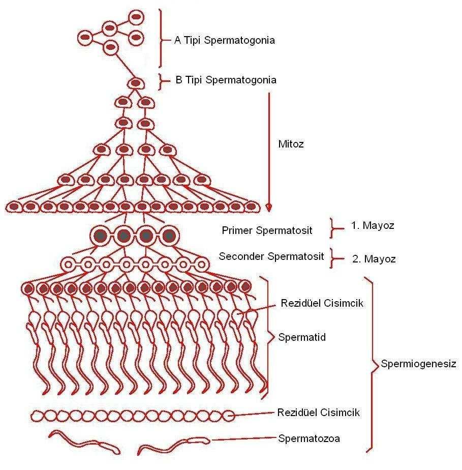 Şekil 1.1 Spermatogenezis şeması 1.4.1. Primer spermatosit Tip B spermatogonyumun mitoz bölünmesiyle oluşurlar.