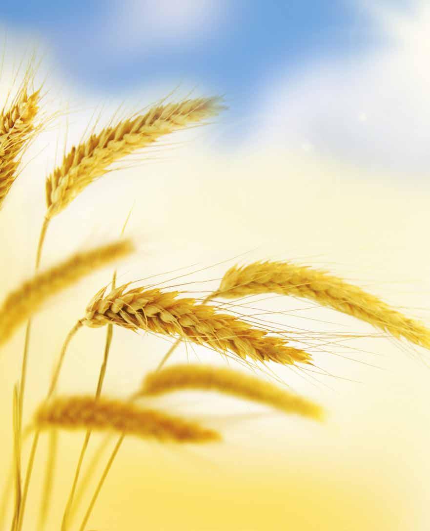 TMO ve Buğday Piyasalarına Bakış Overview of TMO and Wheat Markets Cihan