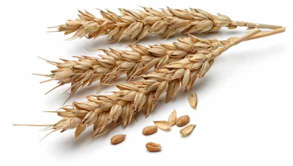 Küresel Buğday Fiyatları (Fob-$/Ton) Kaynak: Reuters, APK Inform TMO tarafından yürütülen piyasa takip ve değerlendirme çalışmalarının ışığında küresel buğday piyasalarına baktığımızda; son dört