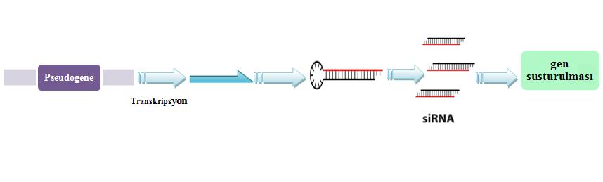 Sönmez ve ark. 53 sirna üretimi İn vitro olarak sentezlenen sirna lar, 20-25 baz çifti uzunluğunda small interfering RNA veya short interfering RNA olarak adlandırılır.