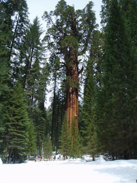 Sequoia