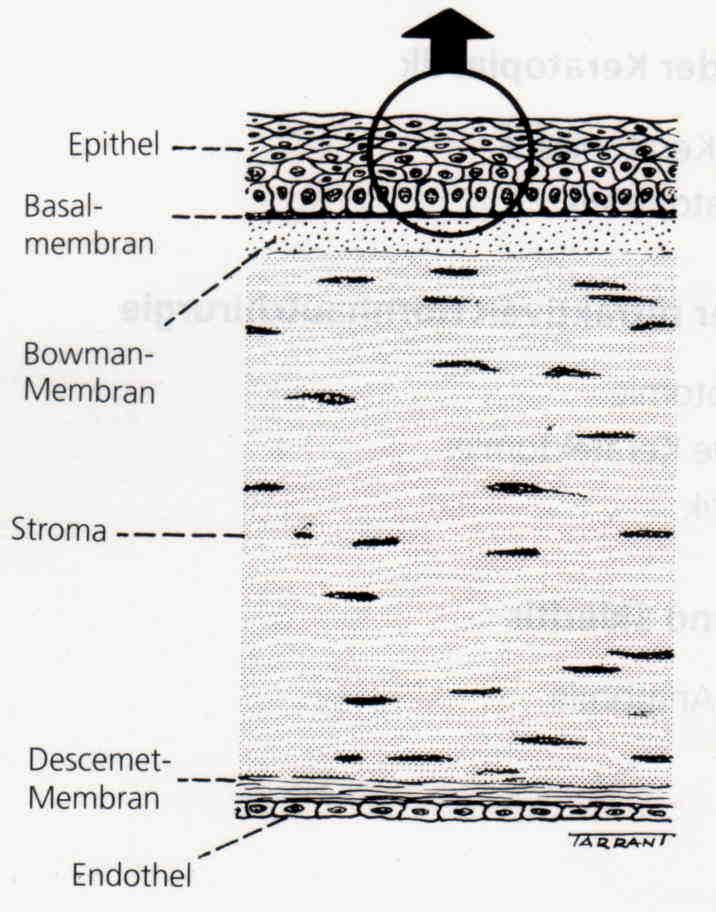 Şekil 2.1. Korneanın histolojik yapısı. Epitel: Keratinize olmayan çok katlı yassı epitel hücrelerinden oluşur.