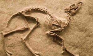 Paleontoloji Jeolojik zamanlar boyunca yaşamış canlıların
