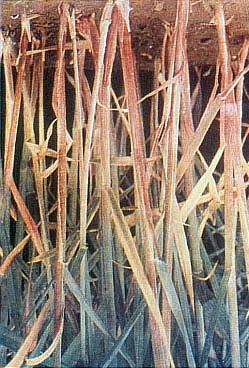 İlk çıkan yaşlı (alt) yapraklarda damar aralarında mavimsi yeşil ve daha ileri sahalarda Erguan (morumsu )