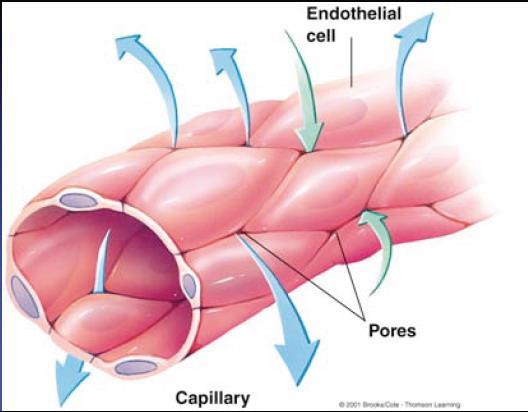Kapillerler-mikrodolaşım Sıvı, besin maddeleri, elektrolitler, hormonlar ve diğer maddelerin kan ile