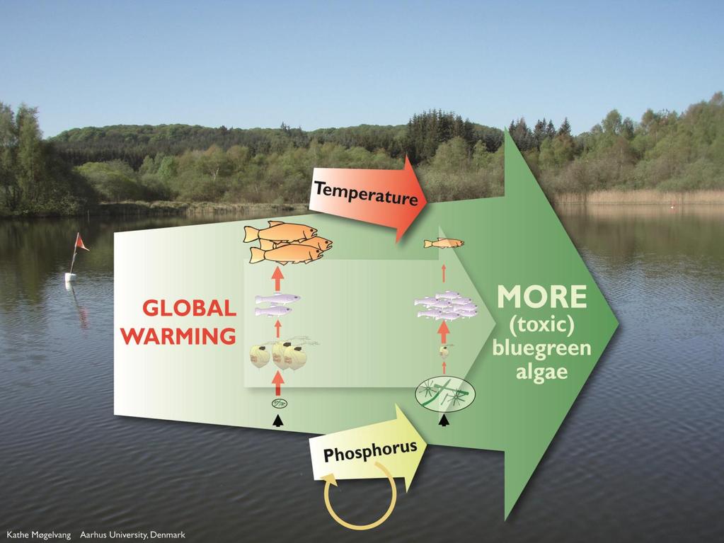Küresel ısınma Sıcaklık Hidrolojik Baskı Fosfor Daha fazla toksik