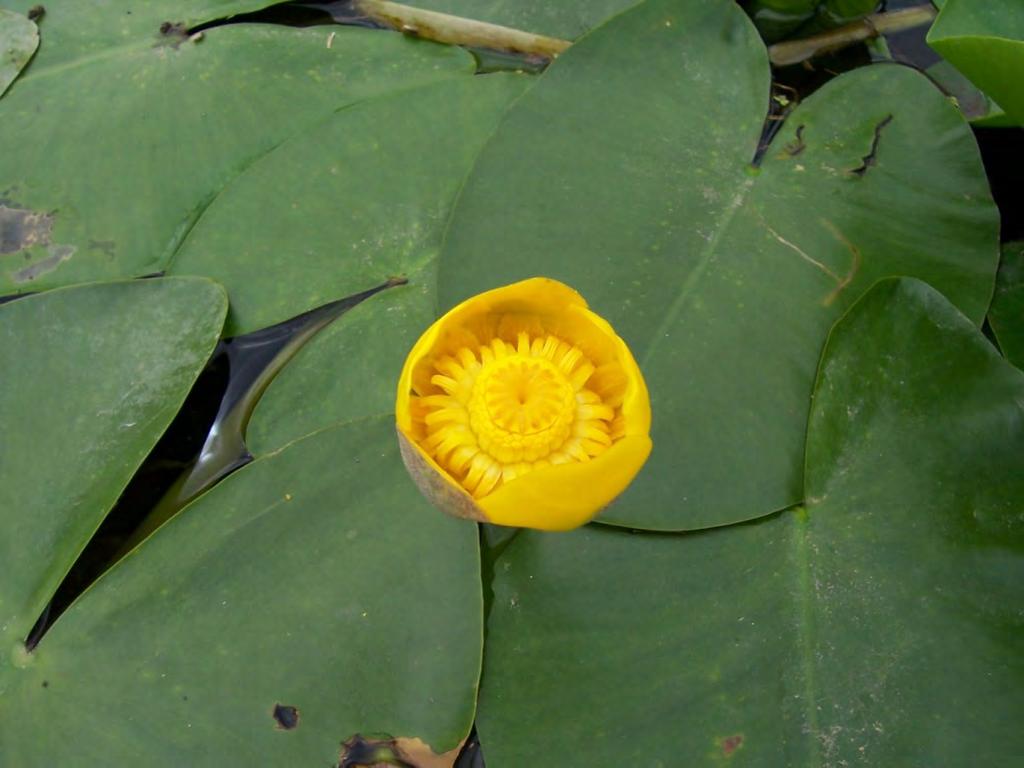 Nuphar lutea (sarı nilüfer)