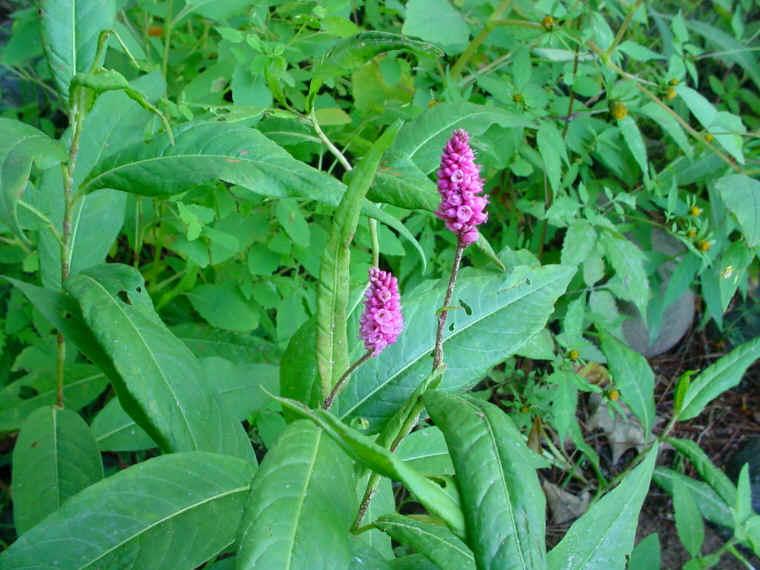 Polygonum amphibium (su