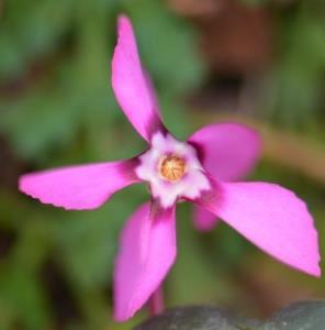 (Primulaceae): Takson Şubat-Mayıs ayları arasında çiçeklenen, 0-2000 m rakımları arasında yayılış gösterebilen, çok