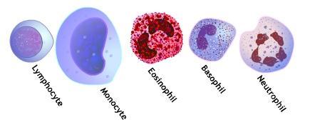 Lökosit sayısında değişim Konsantrasyon dağılımında değişim Morfoloji Bakteriyel enfeksiyonlarda nötrofiller