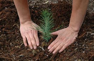 10 MERKEZDEN PROJE: SEEDLING Mihail Dimovski REC İcra Direktörlüğü ne Getirildi Kasım ayında REC Genel Merkezi nde gerçekleştirilen toplantıda, 2003 yılından beri REC İcra Direktörlüğü görevini