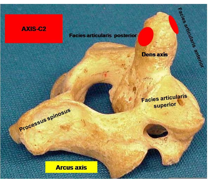 7 Şekil 4: Axis in (C2) üst ve sağ tarafdan görünümü. Kraniyoservikal bileşkenin ölçümlerinde kullanılan üçüncü önemli komponent ise bu bölgenin ilgili eklemleridir.