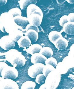 Nozokomiyal Patojen Olarak Acinetobacter lerin Mikrobiyolojik,