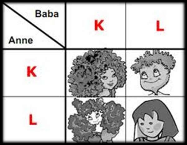 HOMOZİGOT VE HETEROZİGOT: Bir karakter üzerine örneğin ağaç boyu üzerine aynı yönde etki eden genlere sahip zigotlardan oluşan bireylere "Homozigot" bireyler (AA veya aa) denir: Buna karşılık, bir