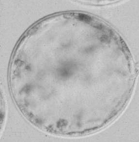 4.3.1: A kalite oositlerde farklı aktivasyon metotlarında embriyonik