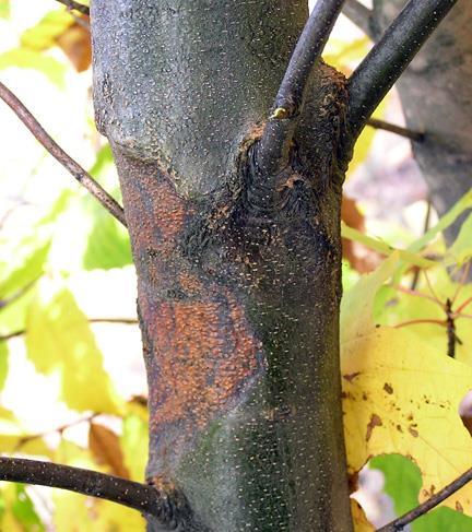 Kestane Dal Kanseri Kestane dal kanseri etmeni (Cryphonectria parasitica) nin ilk bulaşma yıllarında, ileri boyutlardaki doku kayıpları nedeniyle ağaçların ölümüne neden olduğu, ancak son yıllarda