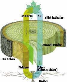 TAŞIMA SİSTEMİNİ GÖSTEREN AĞAÇ KESİTİ Ağaçlardaki taşıma sistemlerinin en önemli özelliklerinden biri, bu zor işlemde taşınan maddelere uygun yapıda hücrelerden oluşan taşıma kanalının görev