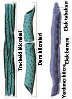 a) Ksilem hücreleri b) Pholoem hücreleri Aynı ağaçta bulunmalarına rağmen birbirinden çok