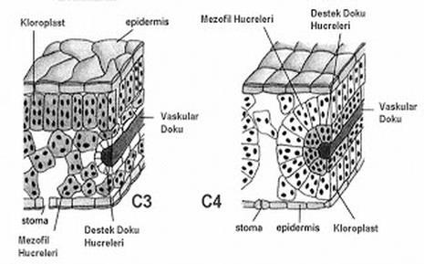 5.Bitkiden Kaynaklanan Etmenler Kök sistemleri Kökün anatomik yapısı, büyüme ve gelişme miktarı Emici tüylerin miktarı ve yenilerinin oluşabilme kapasitesi