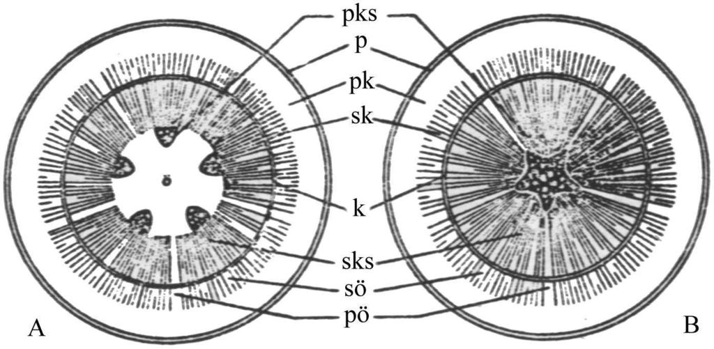 Sekonder yapıdaki A) Gövde ile B) Kökün enine kesitlerinin diyagramı p) Peridermis pk) Primer korteks sk)