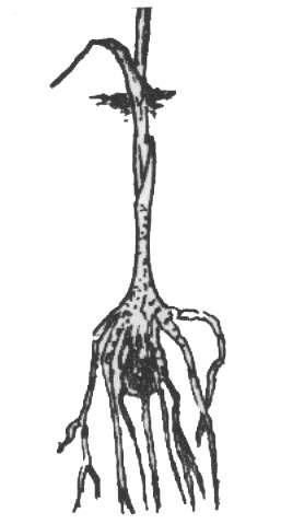 Arum maculatum (Yılan