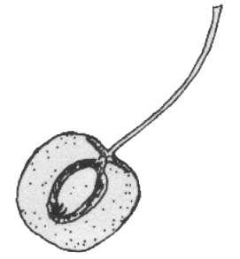 1- Çekirdekli Sulu Meyveler (Drupa) : Perikarpın en dış kısmı yani ekzokarp parlak, ince bir zar halinde, mezokarp etlenmiş-sulu, endokarp ise odunlaşmıştır.