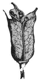 a) Bir karpelli, bir ovaryumlu açılan kuru meyveler : 1- Folikül : Her bir bağımsız pistilden meydana gelen meyveye Folikül denir.