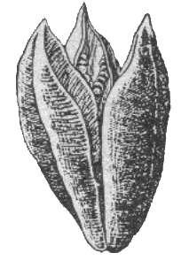 b) İki veya ikiden fazla karpelli açılan kuru meyveler : 1- Septisid Kapsül : Açılma, karpellerin birleştikleri yerde