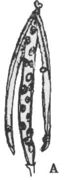 7- Silikuva ve Silika : İki karpelden yapılmış parakarp ovaryum sekonder bir bölme ile iki odaya ayrılmıştır.