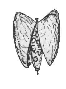 Cruciferae (Turpgiller) için karakteristik olan bu tip meyvede, meyvenin boyu eninin üç katından fazla ise Silikuva, değilse