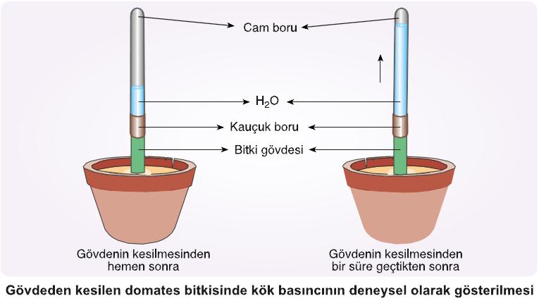 Kök basıncı etkisi ile yukarı doğru itilen su, havadaki nem oranının yüksek ve su alımının hızlı olduğu durumlarda yaprak kenarında bulunan ve sürekli açık olan hidatod adı verilen yapılardan damlama