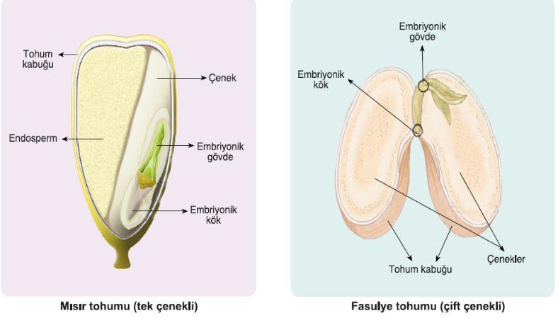 Polar çekirdekler (n+n) + Sperm (n) Besin deposu (Endosperm)(3n) Tozlaşma ve Döllenme: Çiçek tozlarının, erkek organ başçığından dişi organın tepeciğine taşınmasına tozlaşma (polinasyon) denir.