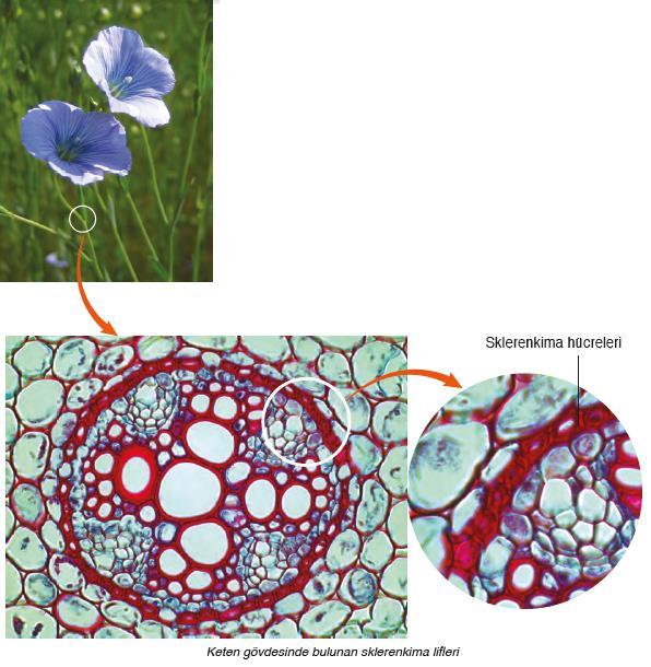 Hücrelerde Selüloz çeper Otsu bitkilerde Turgor basıncı desteklik sağlar.