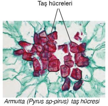 A-PEK DOKU (KOLLENKİMA): Gövde, yaprak ve yaprak sapında bulunur. Canlı hücrelerden oluşur.