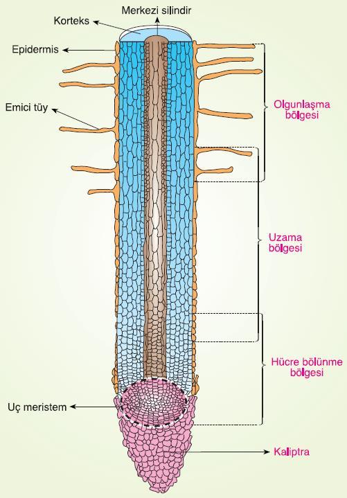 Kök, gövde ve yaprak bitkinin temel organlarıdır. KÖK: Bitkiyi toprağa bağlayan kısımdır. Kökün en önemli görevi topraktan su ve suda erimiş halde bulunan madensel tuz ve mineralleri almaktır.