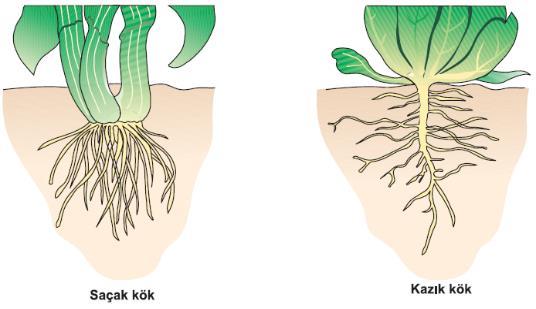 Örnek: Yaban mersini bitkileri adventif olarak büyürler. Kökten uzunlamasına bir kesit alındığında, birbirinden kesin sınırlarla ayrılmayan bazı bölümlere rastlanır.
