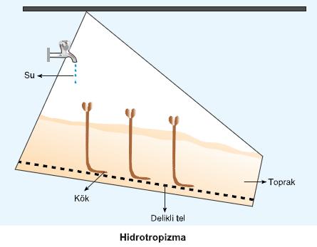 f.hidrotropizma: Suya yönelimdir. Örneğin su yerçekimi yönünden başka bir yönde olursa bitki kökleri yerçekimine doğru değilde suya doğru yönelir.