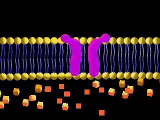 Kanal Proteinleri Hücre membranının dışına doğru uzayabilir ve farklı şekillerde molekülleri