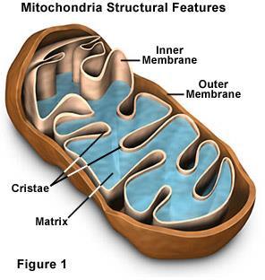 Mitokondri Prof.Dr.