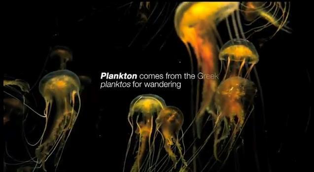 3 Plankton tanımı: Suda serbest halde yaşayan, hareket organelleri olsa bile ancak sınırlı hareket edebilen ve bu nedenle de su hareketlerinin etkisiyle az çok pasif şekilde yer değiştiren tüm