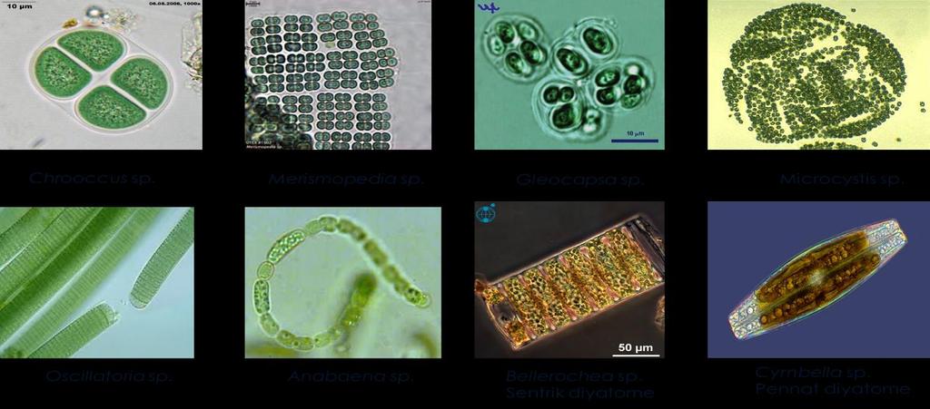 4 Planktonik Organizmaların Gruplandırılması Plankton çeşitli araştırıcılar